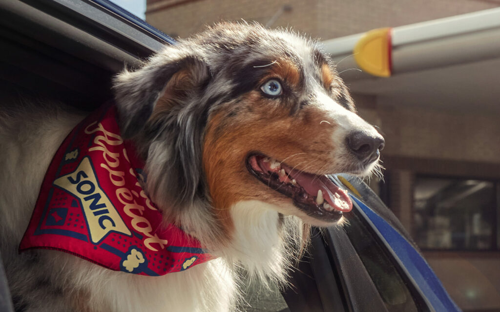 Border collie wearing a SONIC bandana looking out car window