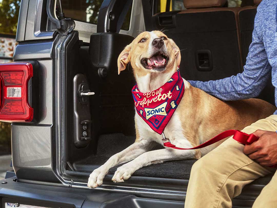 Happy dog wearing SONIC bandana sitting next to barely seen owner in back of truck