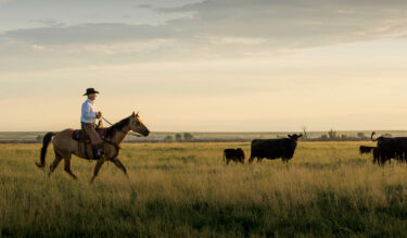 Rancher on horseback in a vast field with several Angus cattle grazing nearby